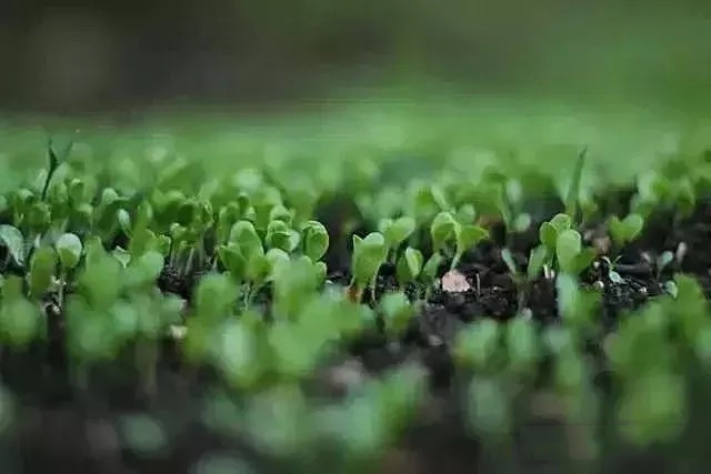 農(nong) 業(ye) 工程項目